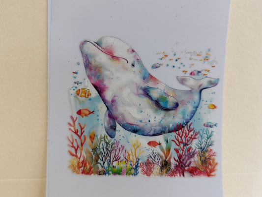 Dolphin