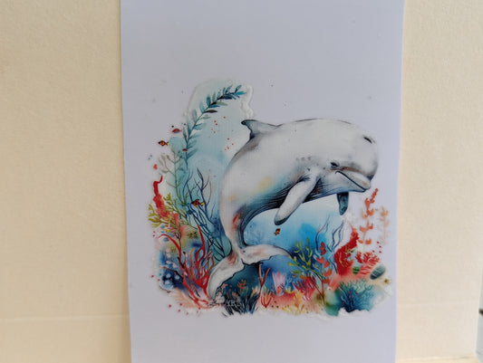 Dolphin